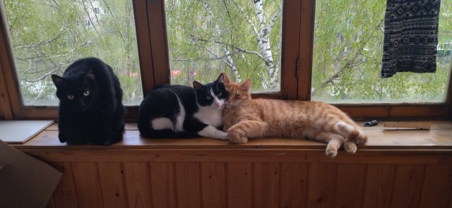 Котовторник