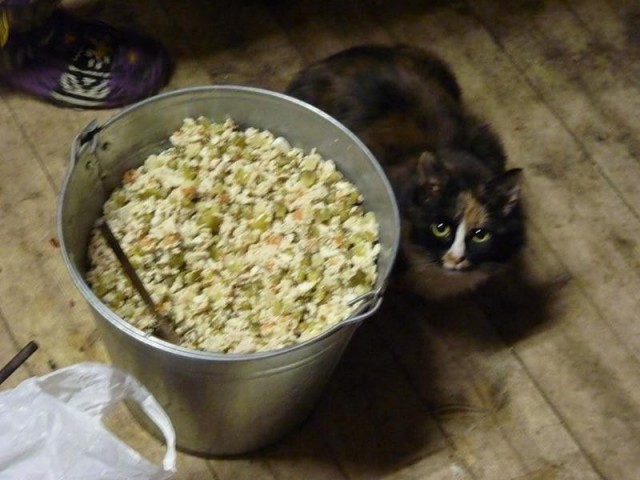 Котовторник в картинках