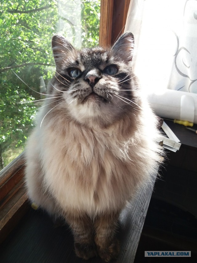 Котовторник!