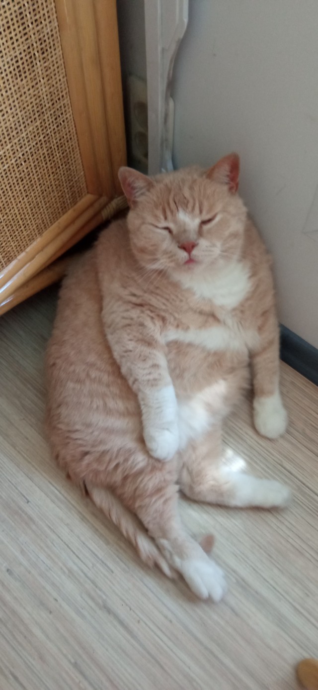Котовторник