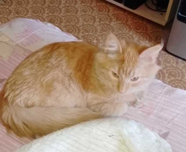 В котовторник привет от Кекса!