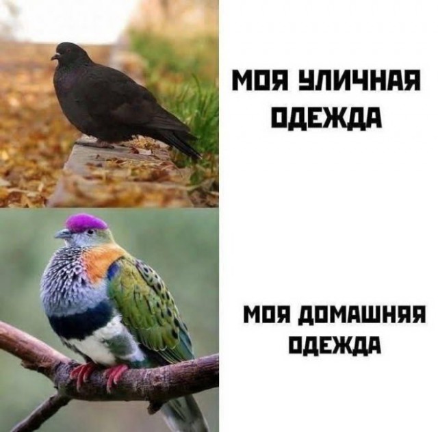 Картиночки, баянчики  06 декабря