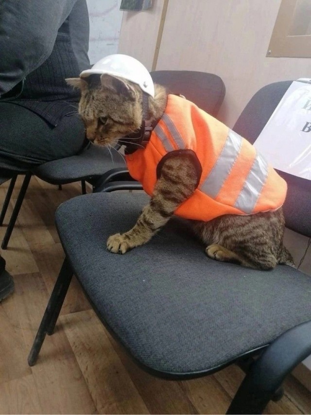 Пожилая женщина каждый день наряжает и фотографирует своего кота