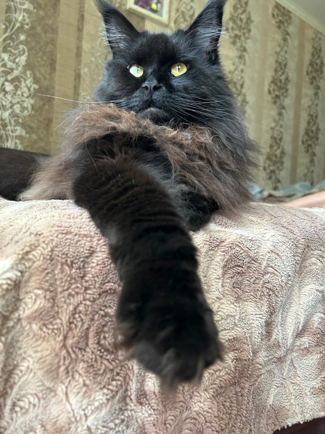 Происхождение человека. Котоверсия