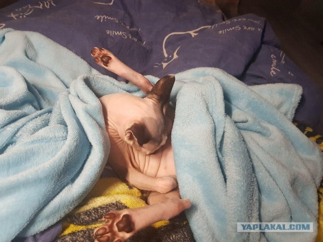 К котовторнику. Наш любимый плед.