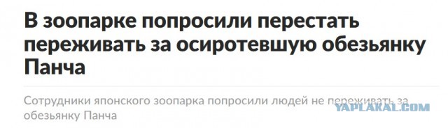 Панч нашёл подружку