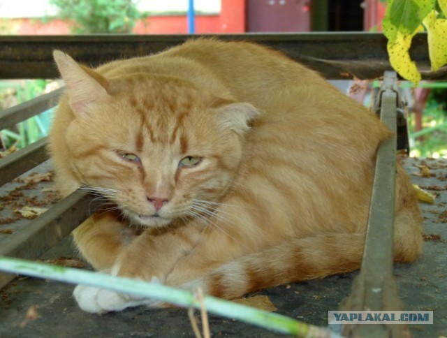 Котовторник 23.07.2013