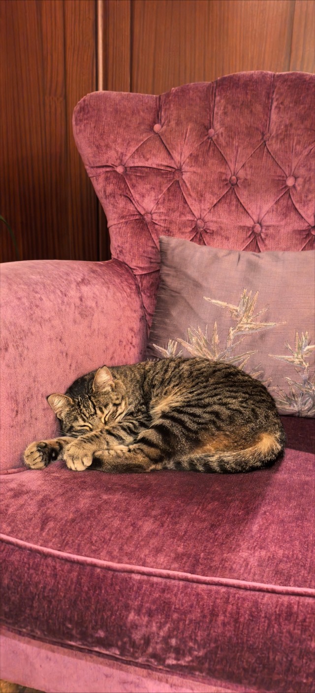 Уличные кошки Стамбула