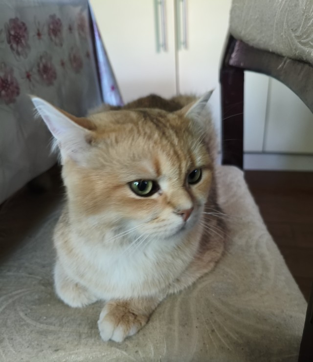 У каждого свой рыжик
