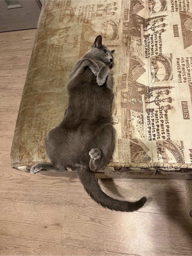 Доброе утро котаны!