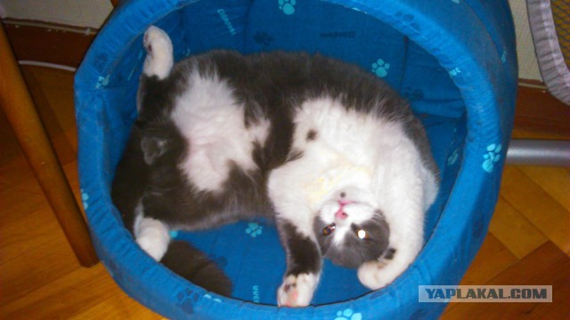 Котовторник 04.03.2014