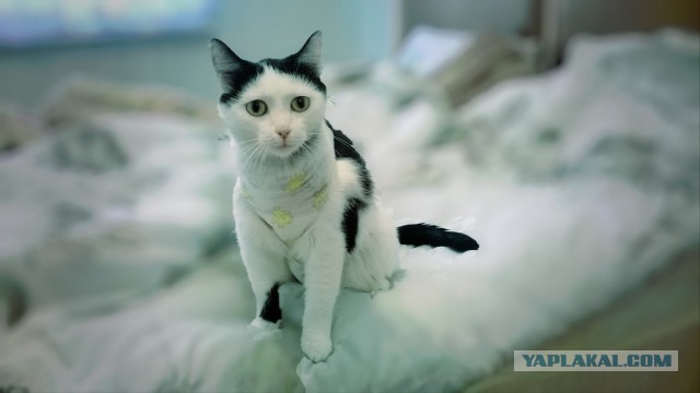 Котовторник  08.04.2014