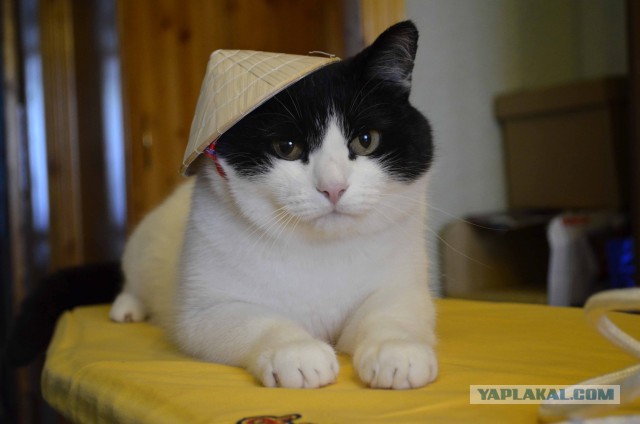 Страна нон.