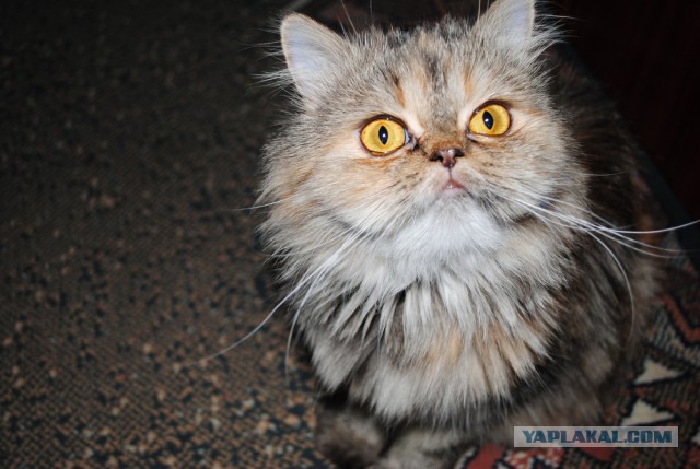Котовторник 22.07.14