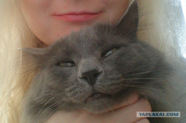 Чеши меня... чеши полностью!