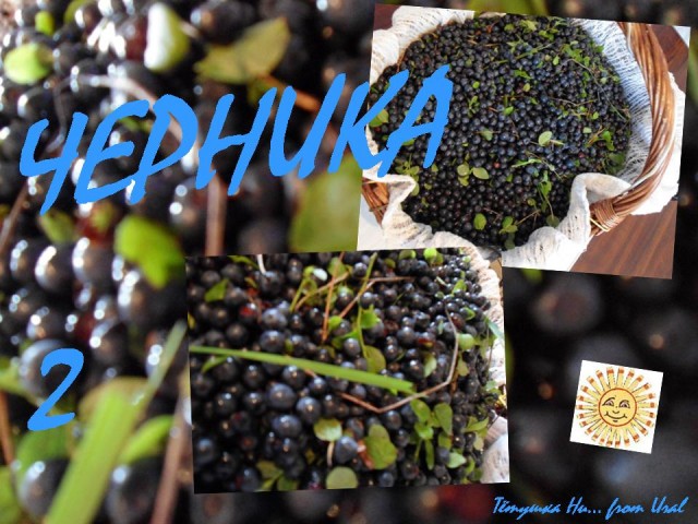 Черника 20.07.11