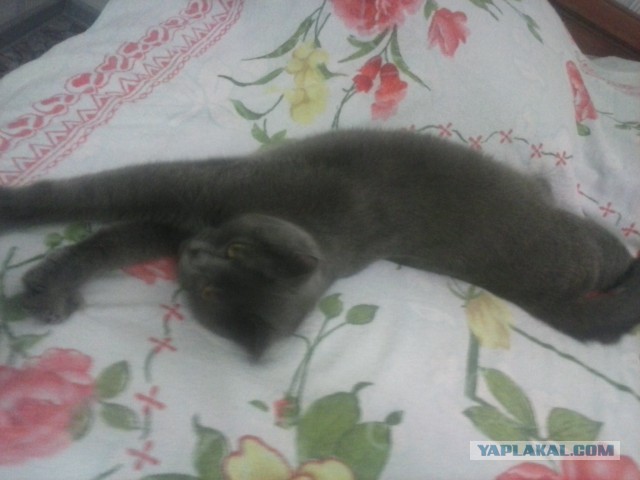 Котовторник 30.09.2014