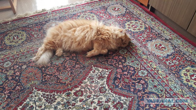 Котовторник 11.08.2015