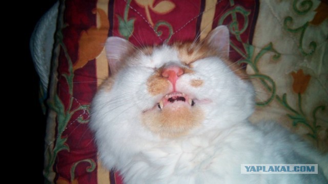 Котовторник 11.08.2015
