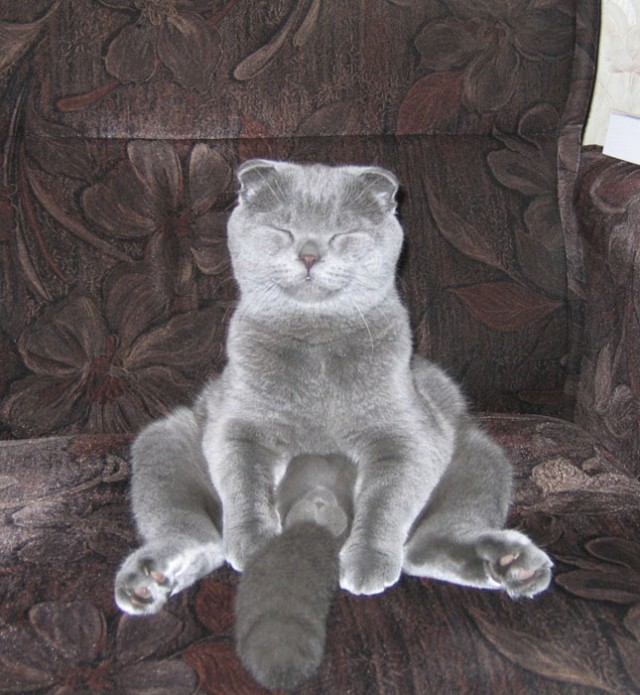 Коты, кошки, котята