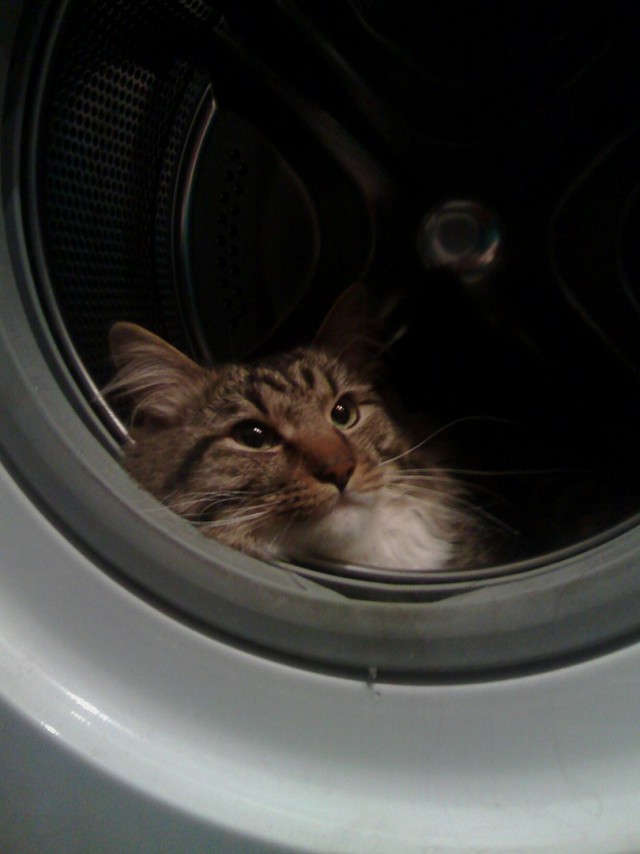 Котовторник