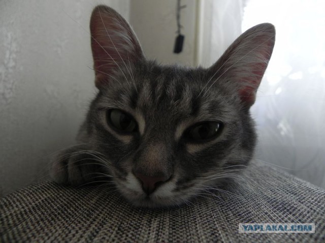 Котовторник 19.01.2016