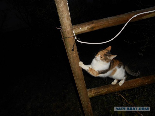 Жизнь домашнего приюта для котеек 138