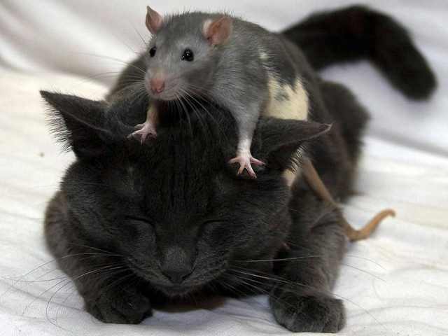 Коты из сети