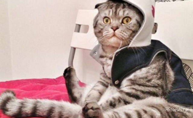 Коты из сети