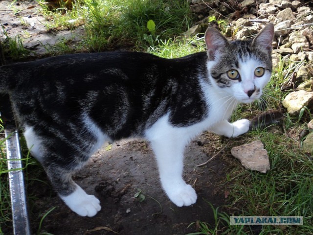Коты из сети