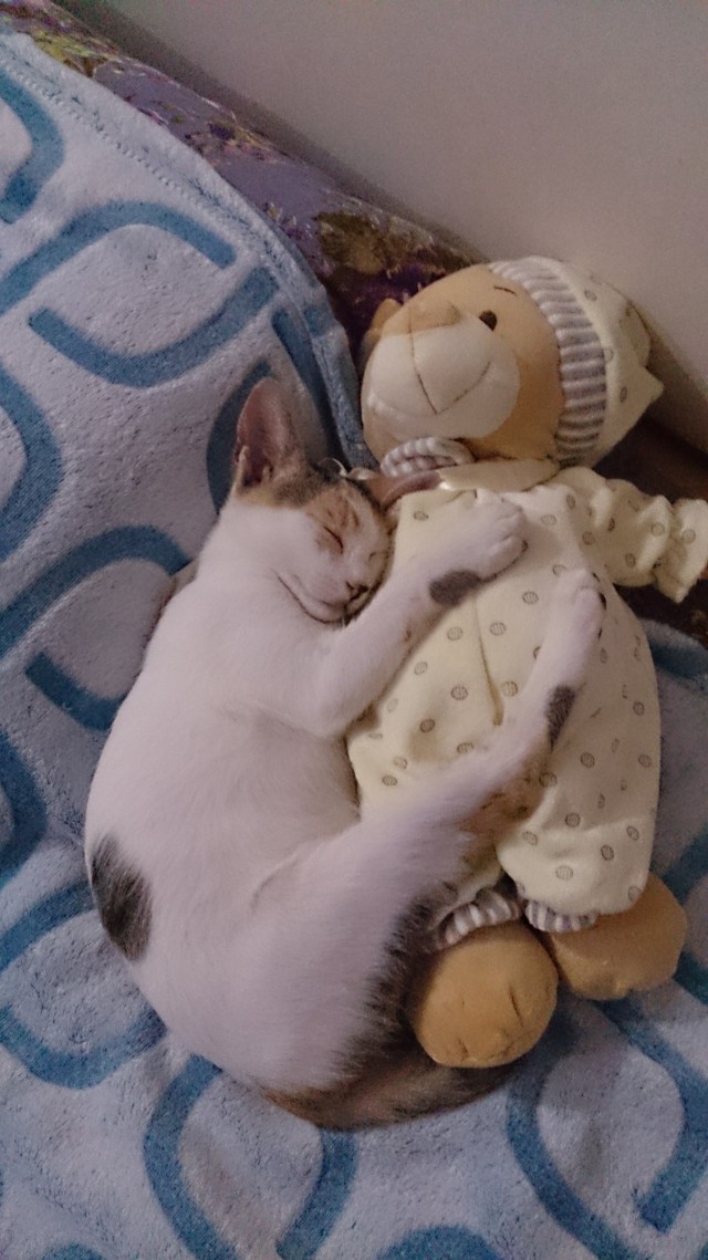 Коты из сети