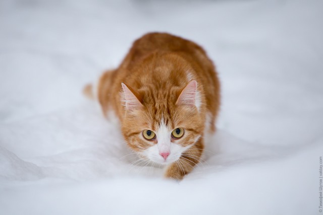 Сколько живут рыжие. Валдайский кот. Валдай и кот. Кот Король фото.