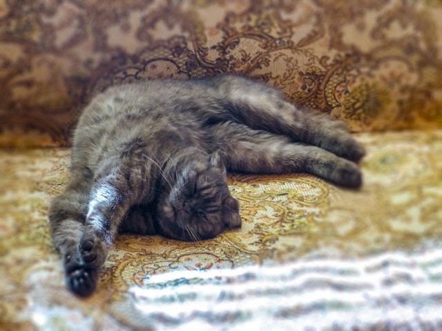 Котовторник 8.08.2017