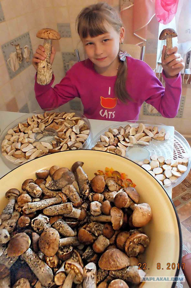 Караканский бор, тихая охота