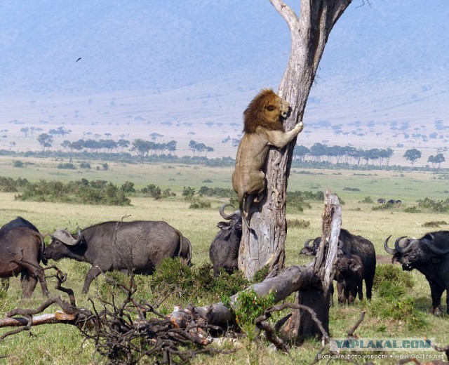 Испуганный лев на дереве. Один буйвол - еда, стадо буйволов - смерть