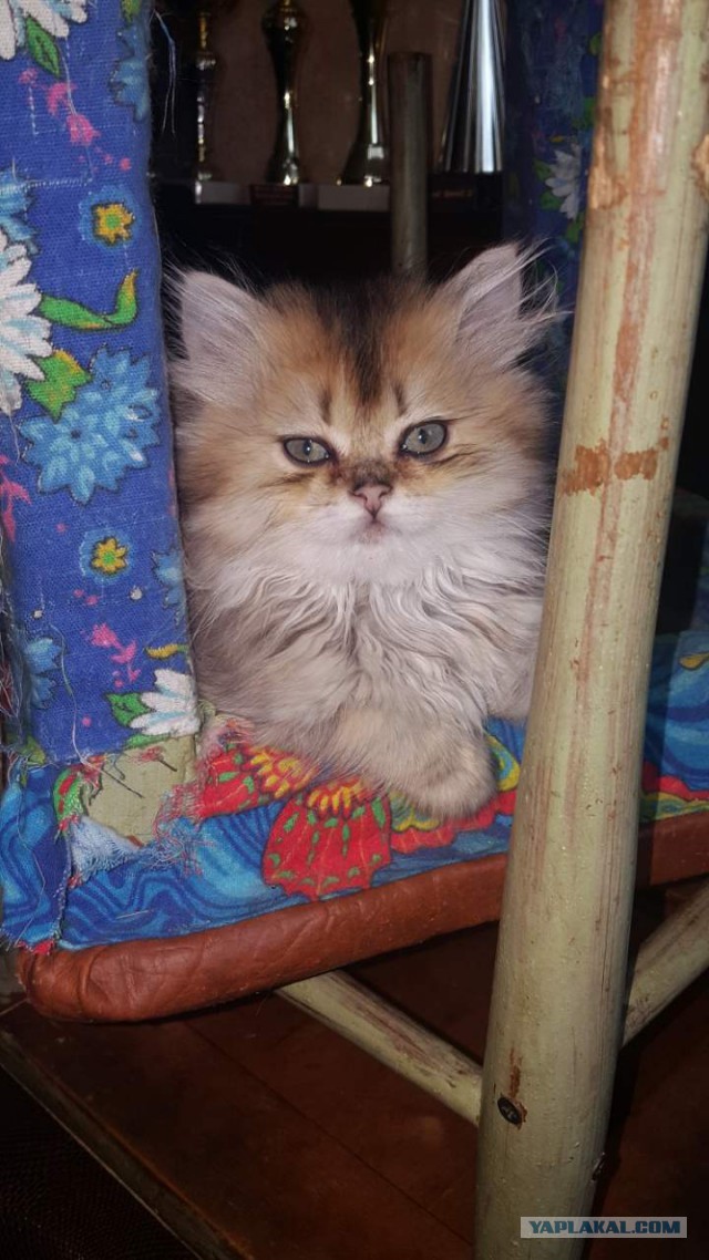 Котовторник  14.11.2017