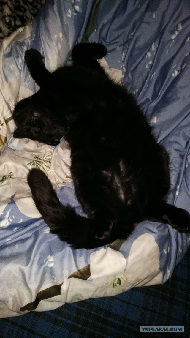 Котовторник