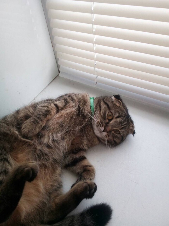 Котовторник 19.06.2018