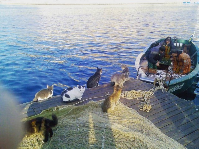 Прикольных котов пост