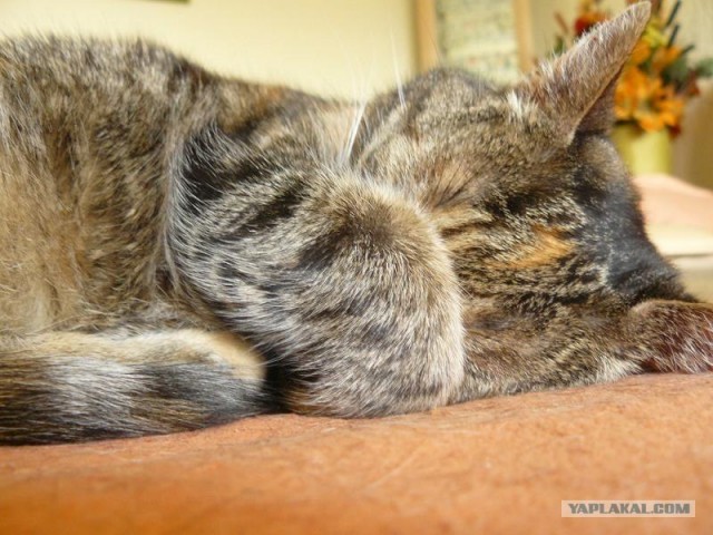 Котовторник на ЯПлакалъ (03.06), котята (31 шт)