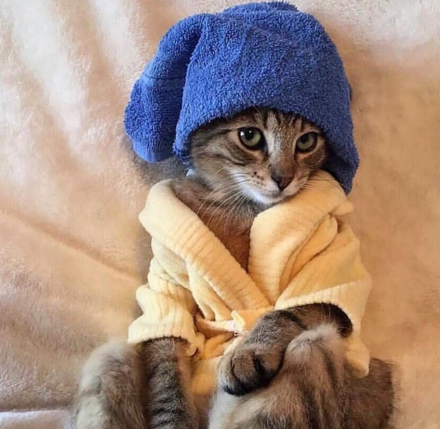 Прикольных котов пост