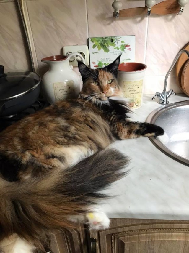 Котовторник  31.07.2018