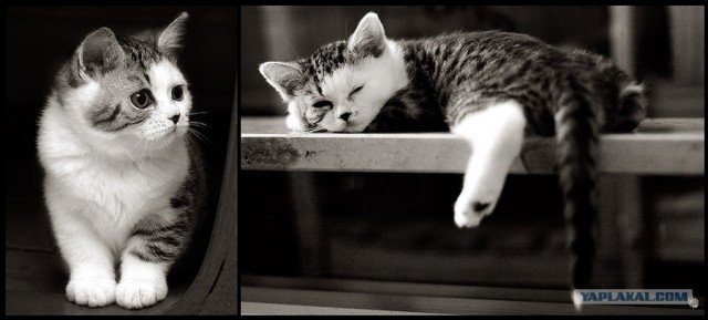 Котовторник на 31.03.2009