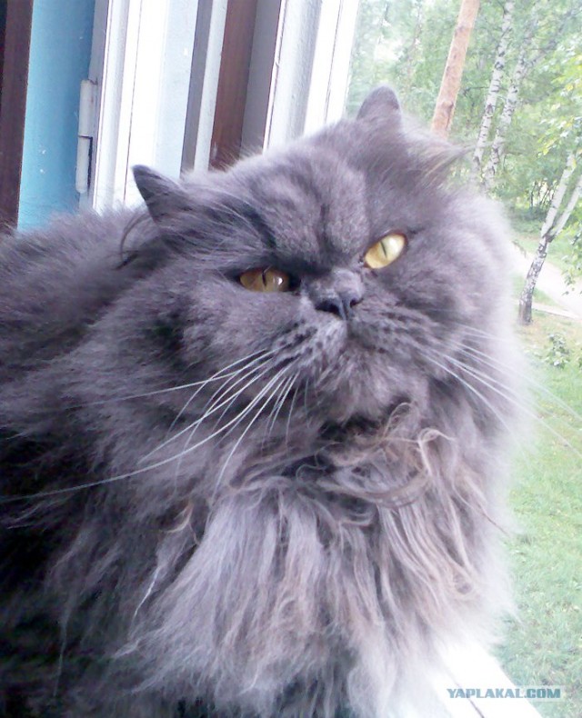 В рамках "Котовторника" (35 фот)