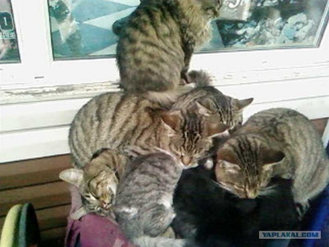 Котовторник 4.01.2011 - первый котовторник года