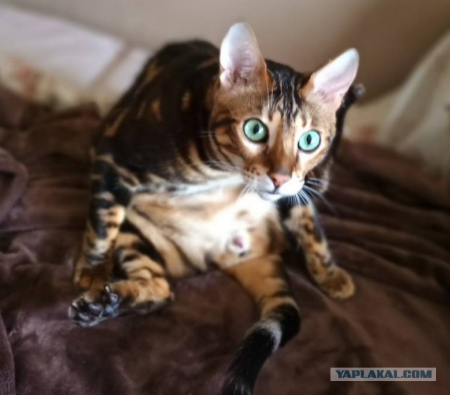Прикольных котов пост