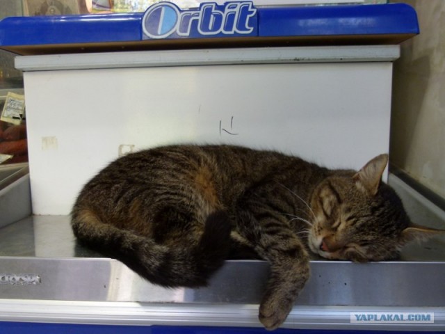 Котейкин вторник! Космический 12.04!
