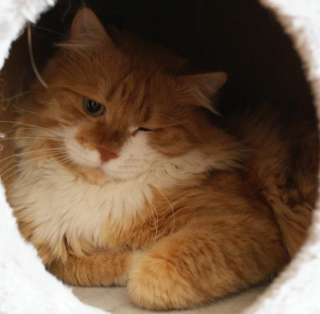 Котовторник