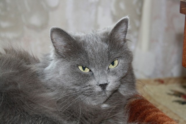 Котовторник на середину июня