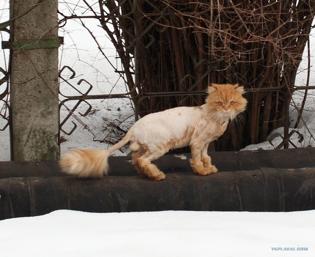 Состоятельный котовторник